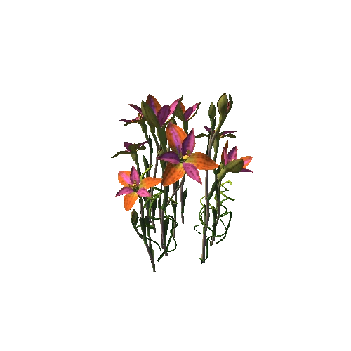 Flower Thelymitra pulcherrima4